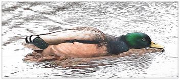 Duck - Kostenloses image #504001